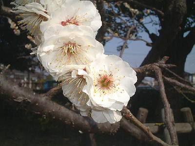 �~�ь����p�[�g�V